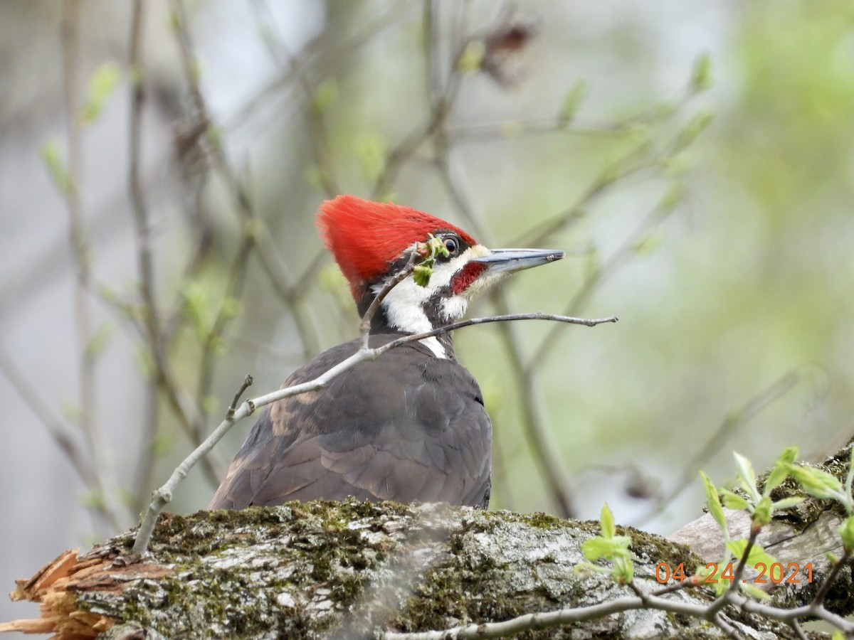 Pileated Woodpecker - ML330711551