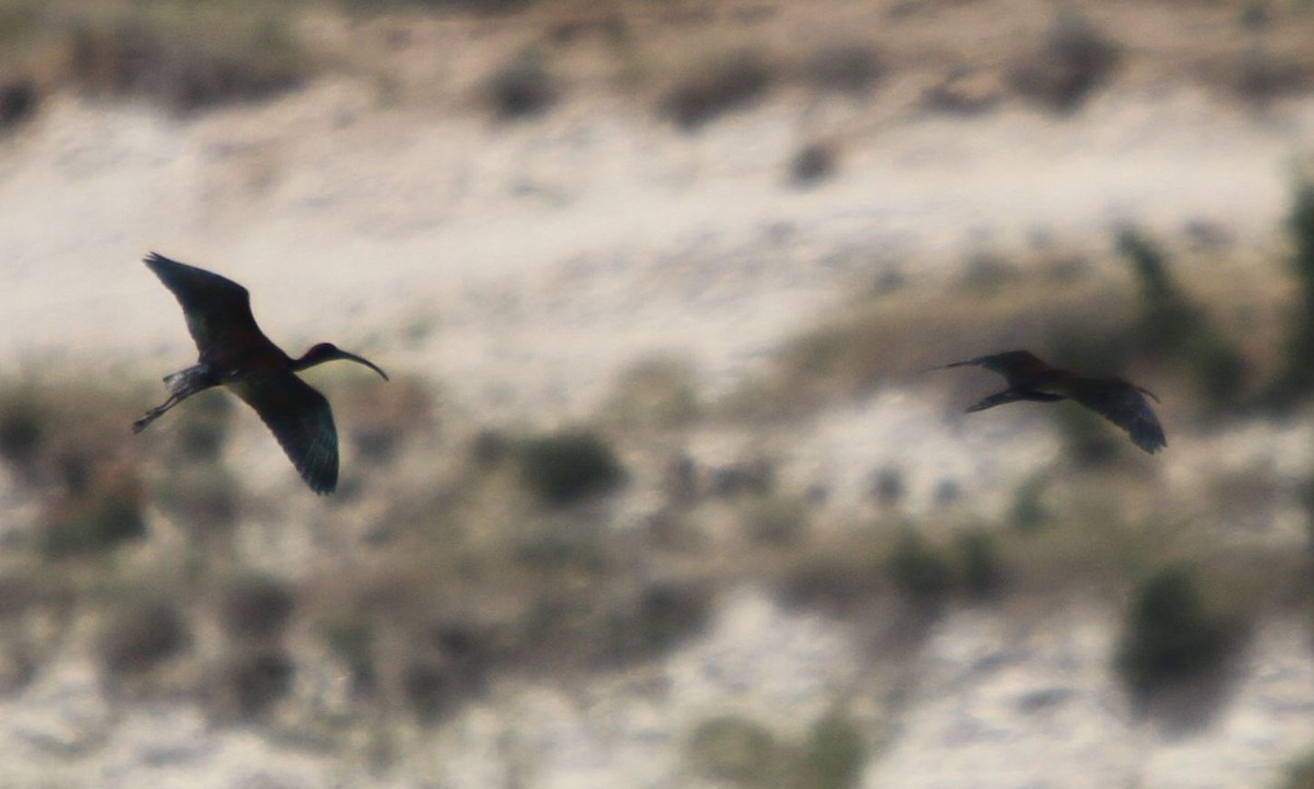 ibis hnědý - ML330717681