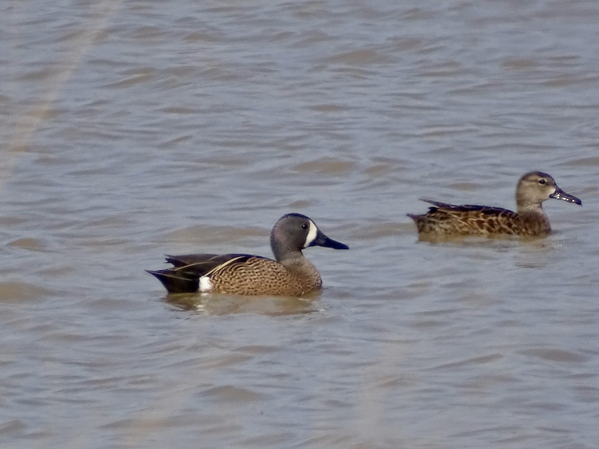 Blue-winged Teal - ML330720301