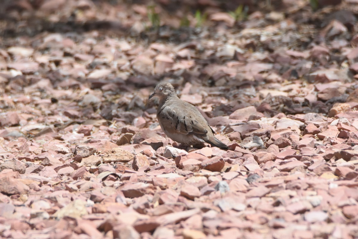 Ruddy Ground Dove - ML330725641