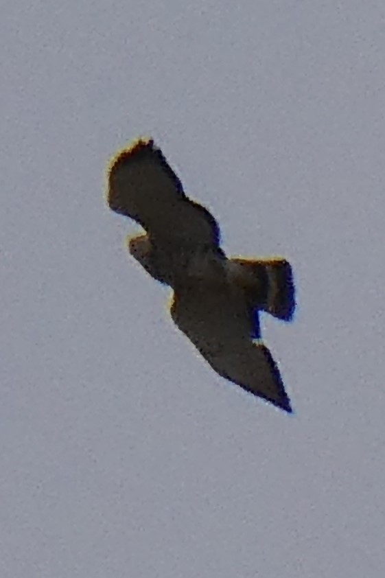 Broad-winged Hawk - ML330726121
