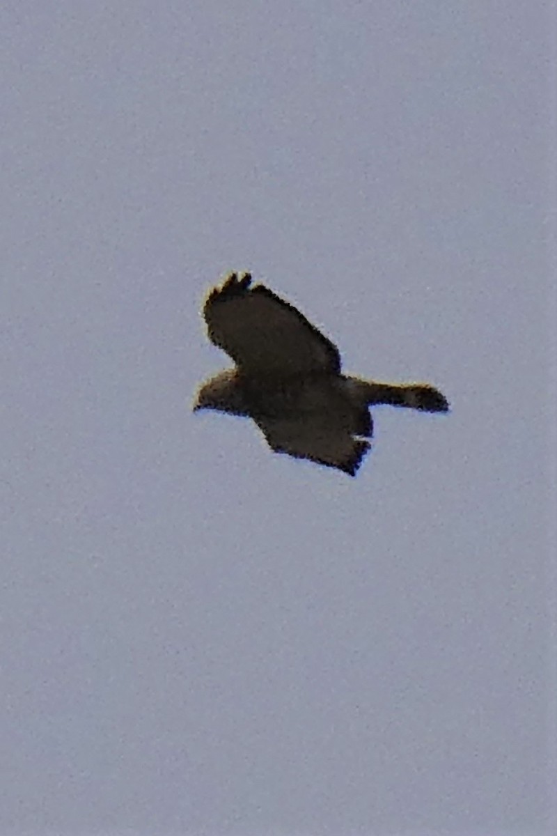 Broad-winged Hawk - ML330726141