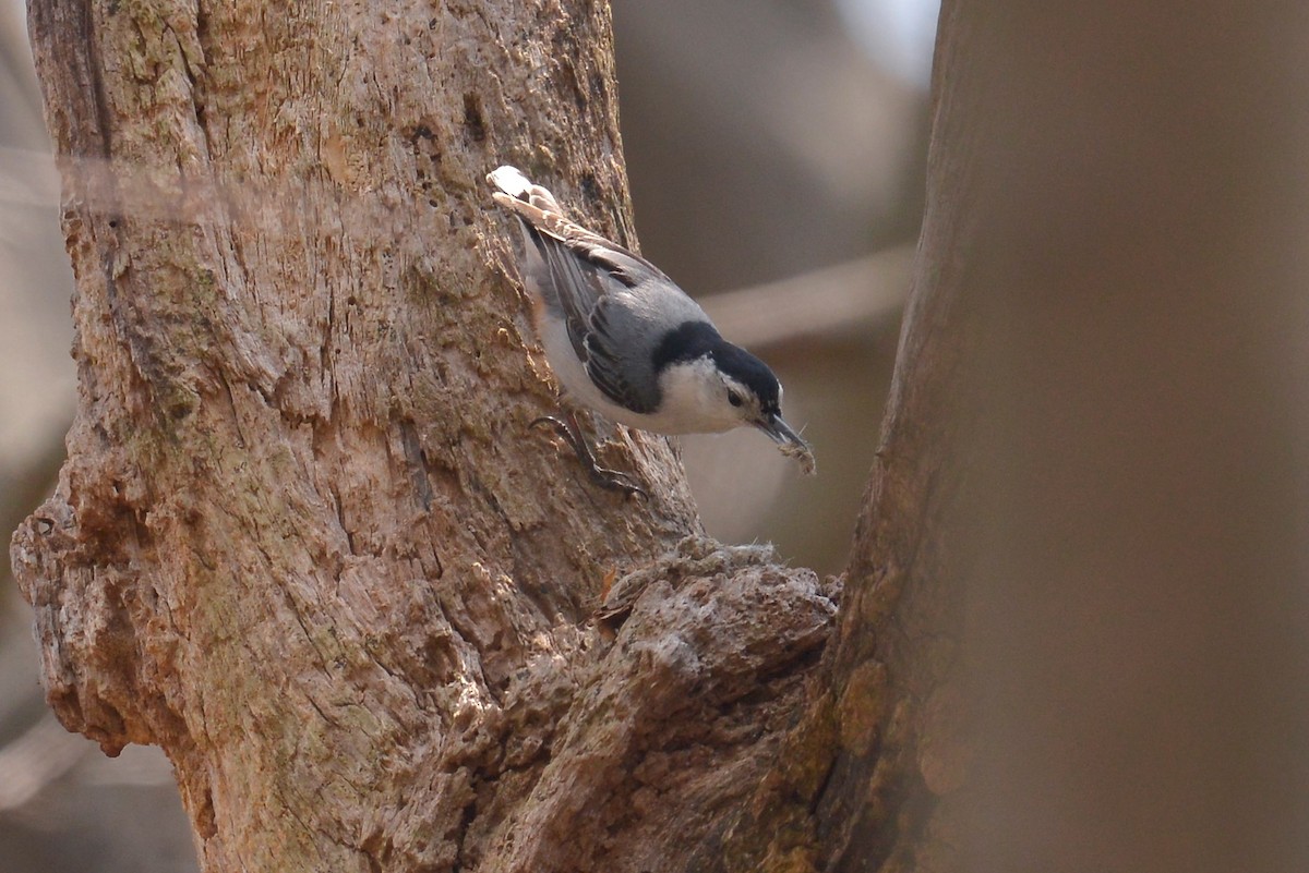 White-breasted Nuthatch (Eastern) - ML330726251