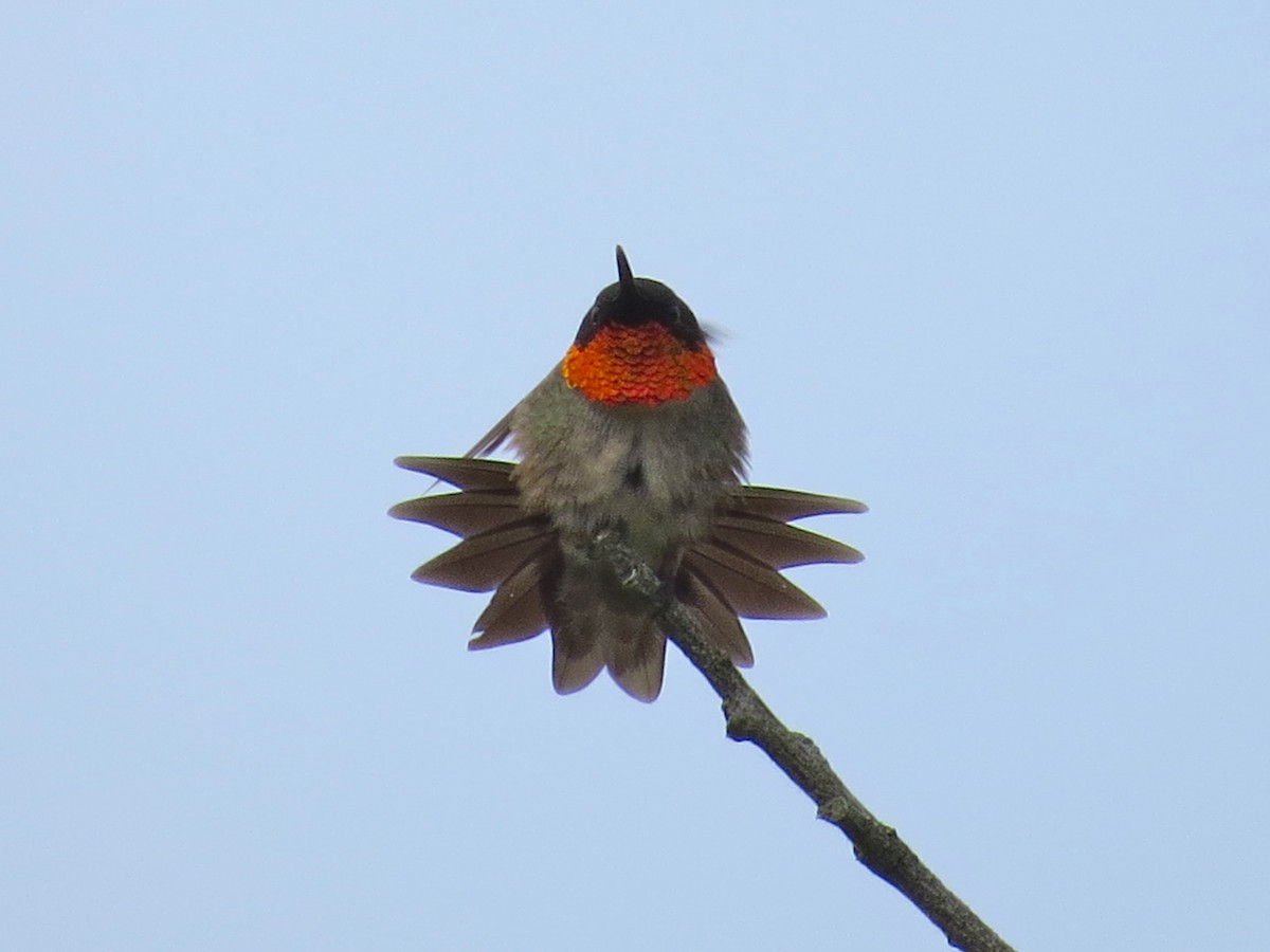 Ruby-throated Hummingbird - ML33072631