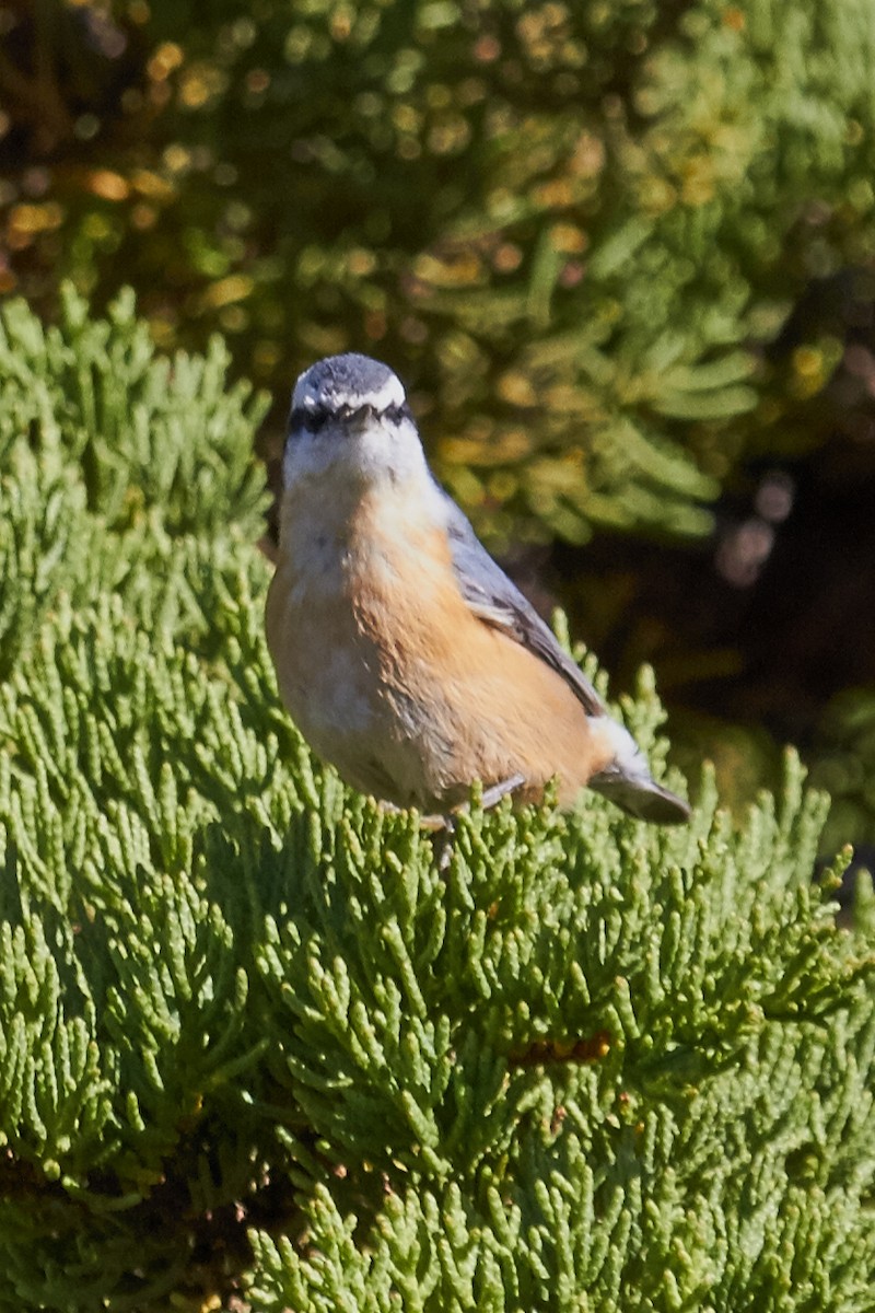 Red-breasted Nuthatch - Brooke Miller