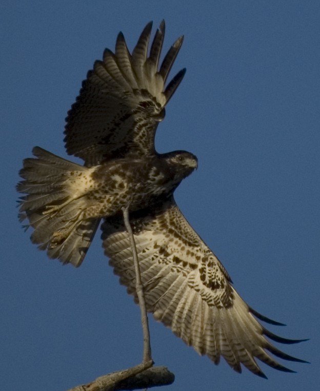 White-tailed Hawk - Paul Conover
