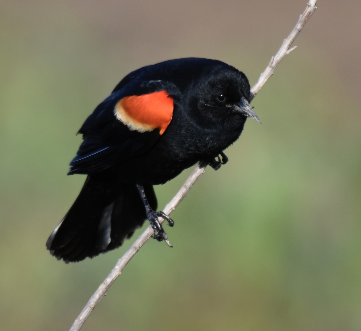 Red-winged Blackbird - Cyndy Hardaker