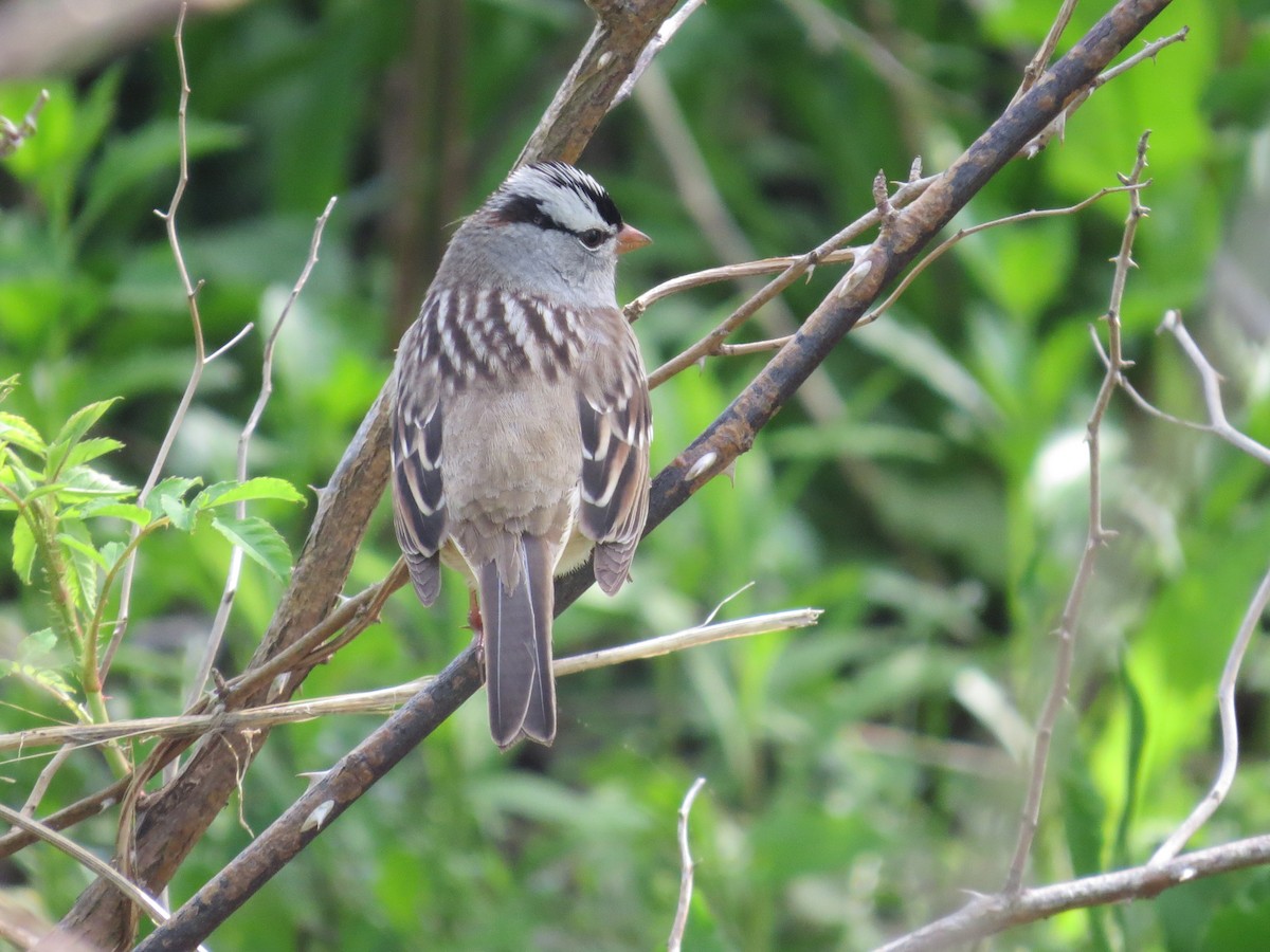 White-crowned Sparrow - Jon Isacoff