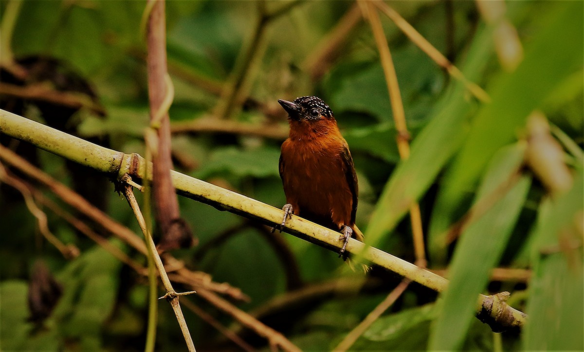 Rufous-breasted Piculet - ML330732501
