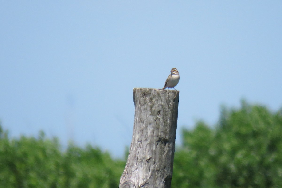 Clay-colored Sparrow - ML330733161