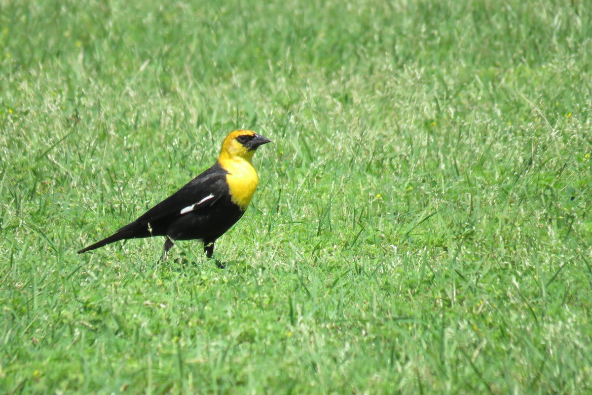 Yellow-headed Blackbird - ML330734181