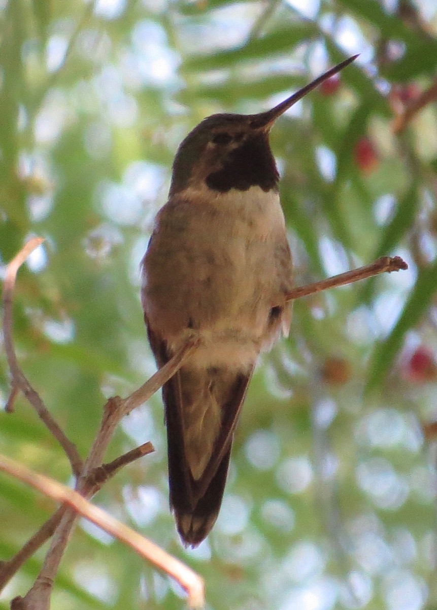 Broad-tailed Hummingbird - ML33073841