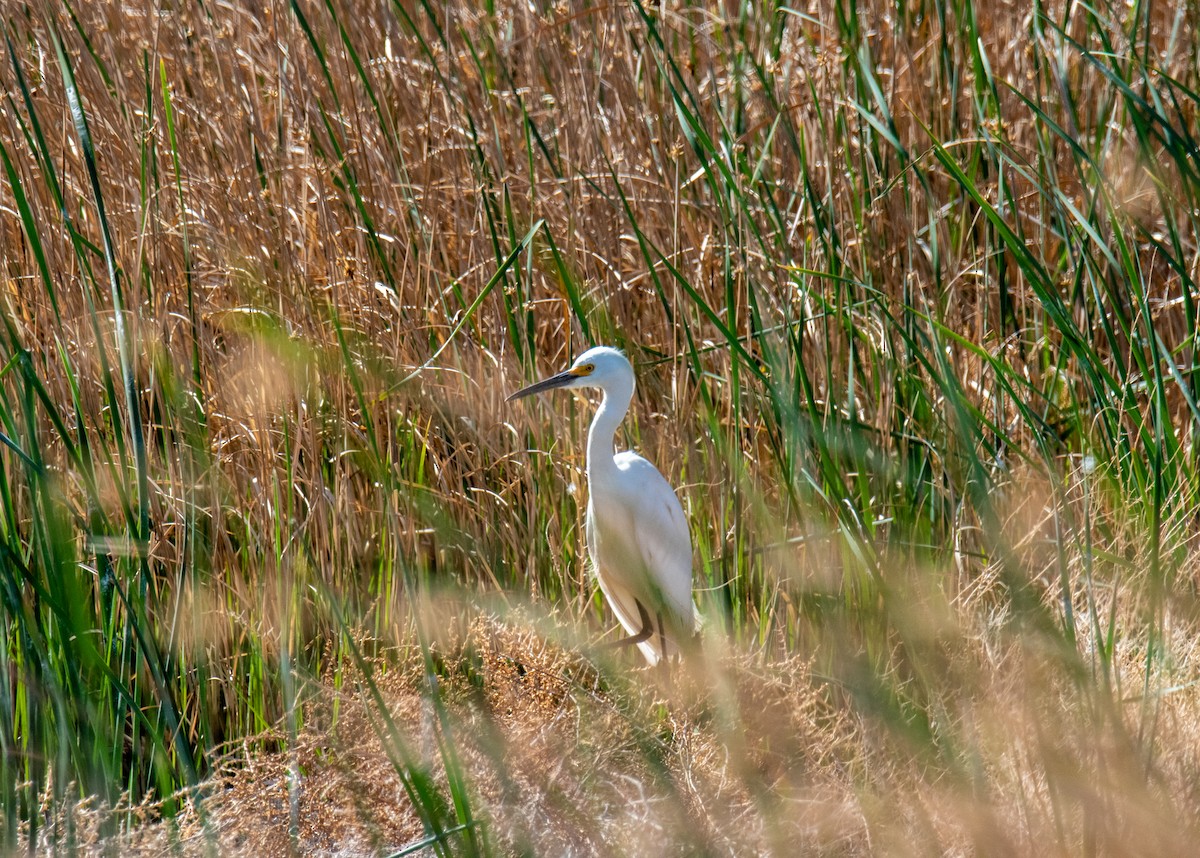 Snowy Egret - Ched Whitney