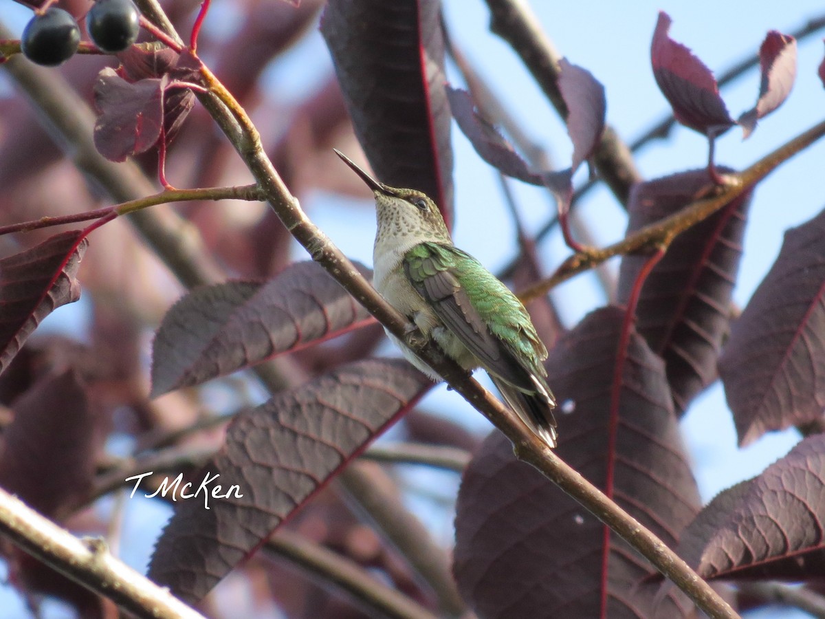 Ruby-throated Hummingbird - Edward McKen