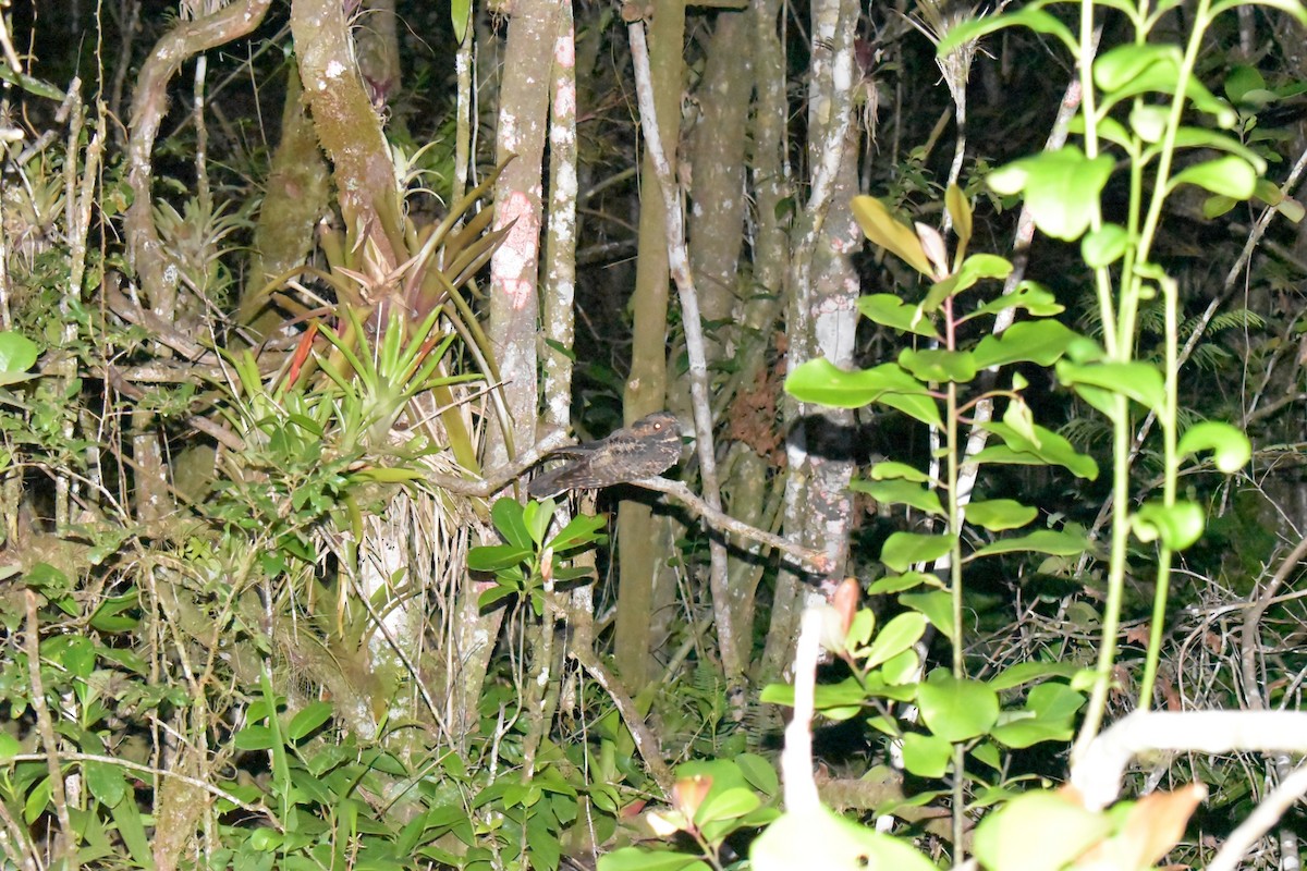 Silky-tailed Nightjar - ML330747541