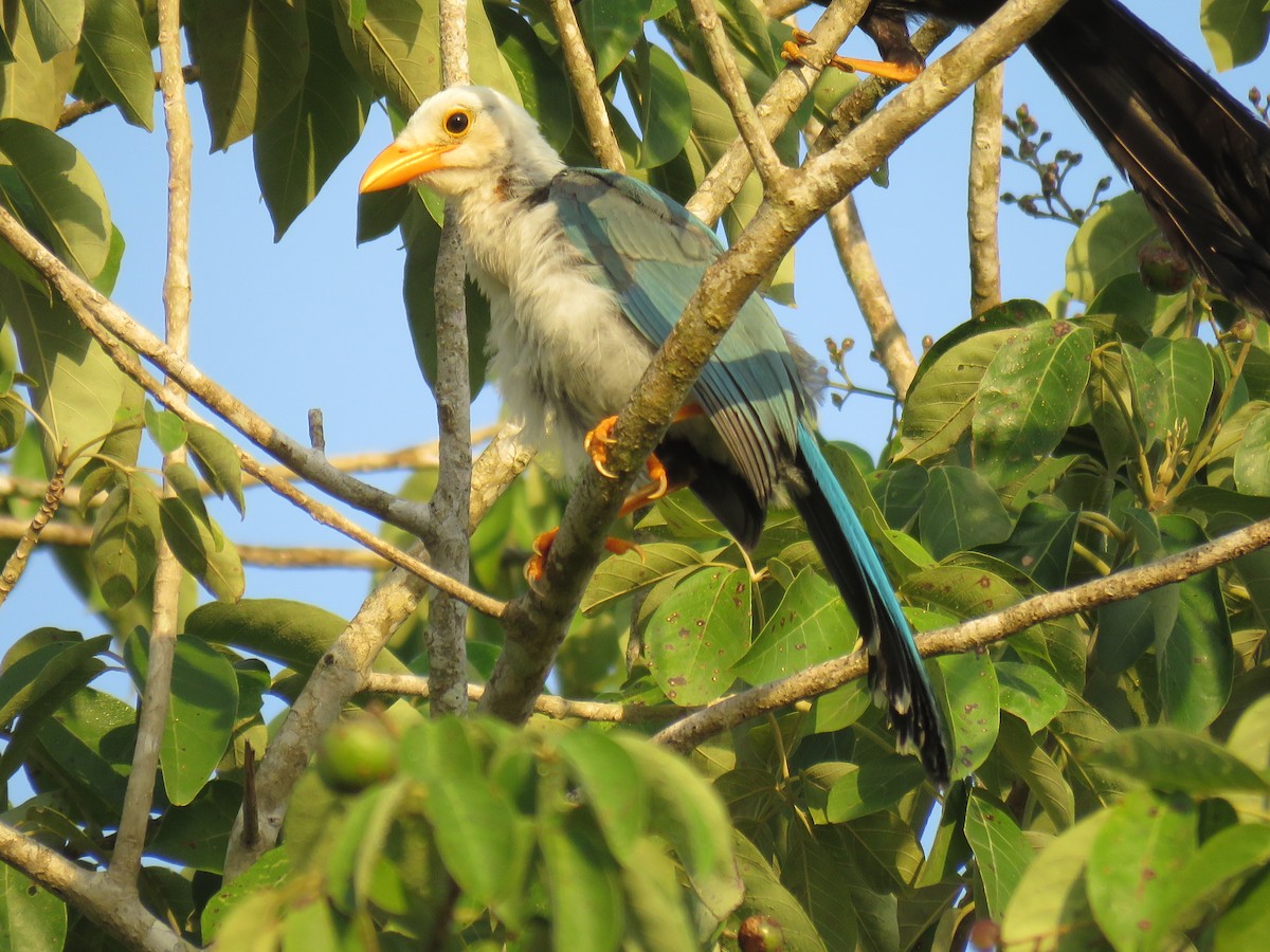 Yucatan Jay - Green Jay Bird Conservancy Juan Flores