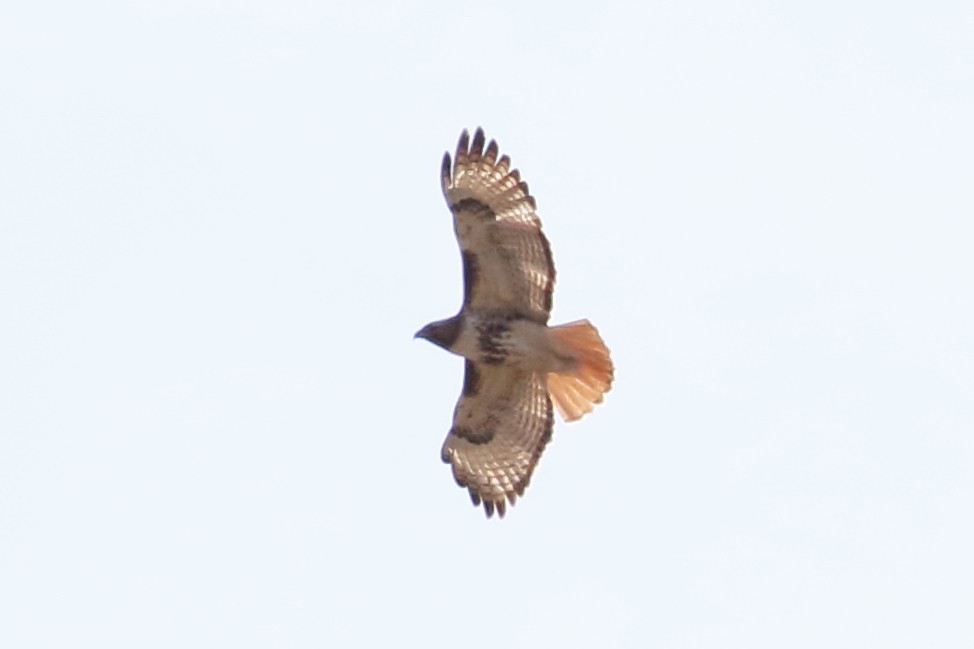 Red-tailed Hawk - ML330752721