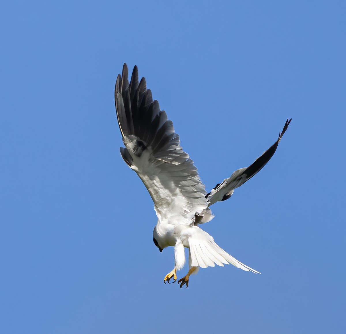 White-tailed Kite - ML330755581
