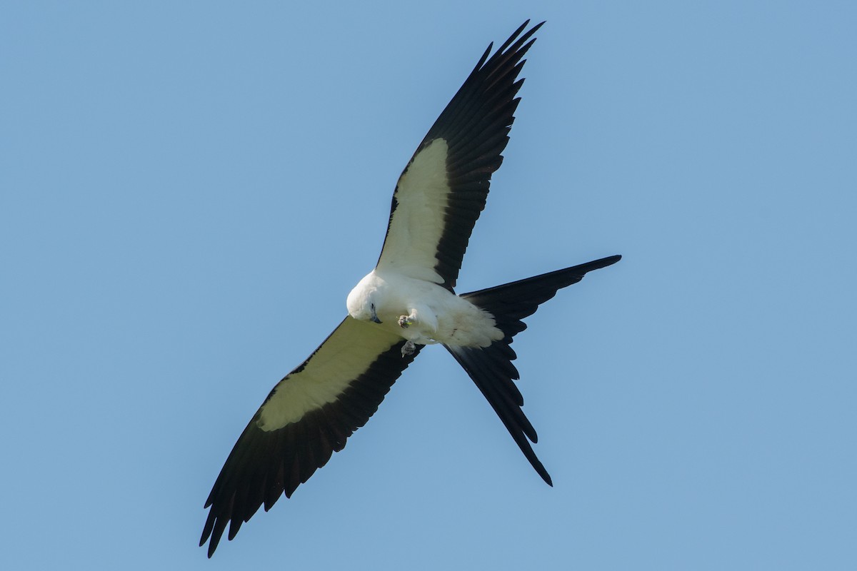 Swallow-tailed Kite - ML330755741