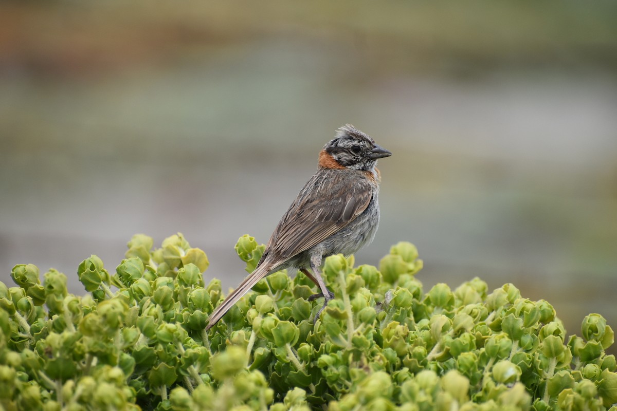 Rufous-collared Sparrow - ML330762431