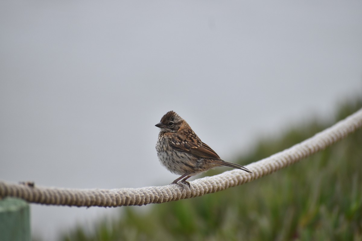 Rufous-collared Sparrow - ML330765061