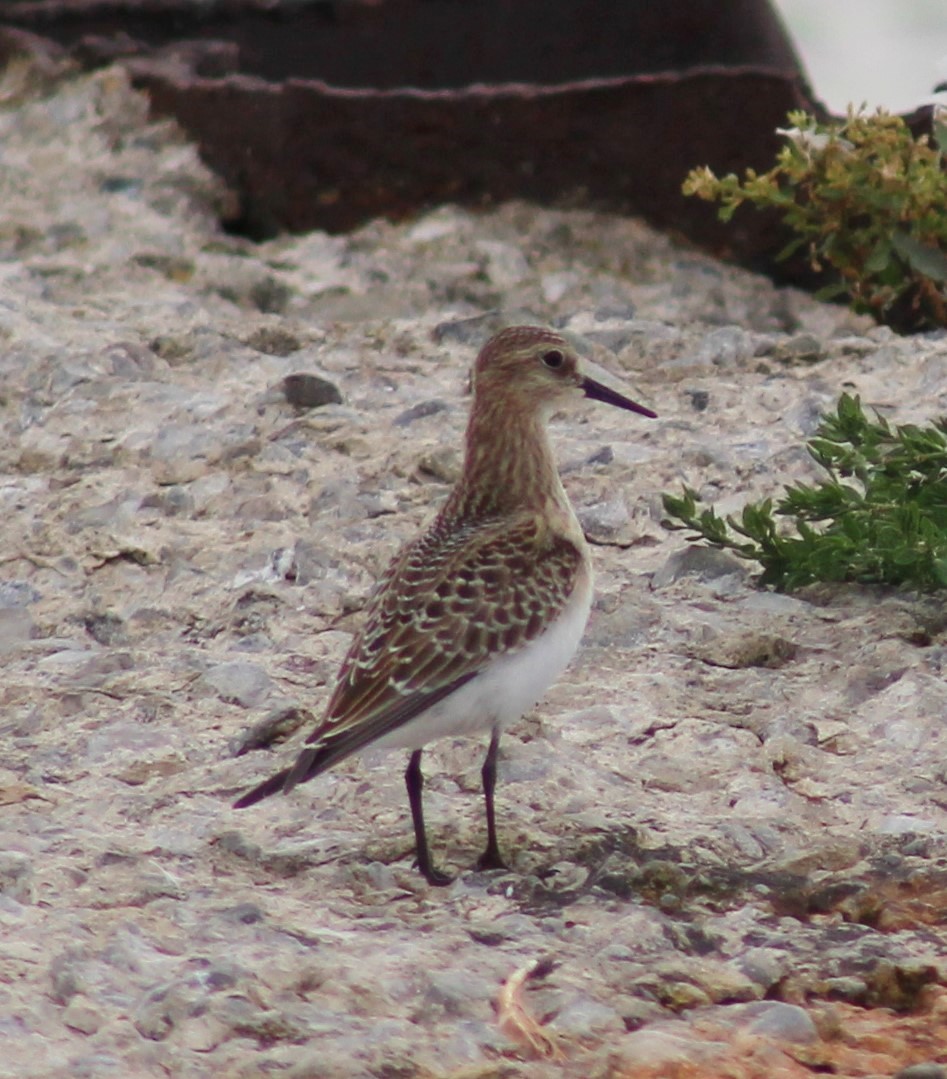 Baird's Sandpiper - George Ford