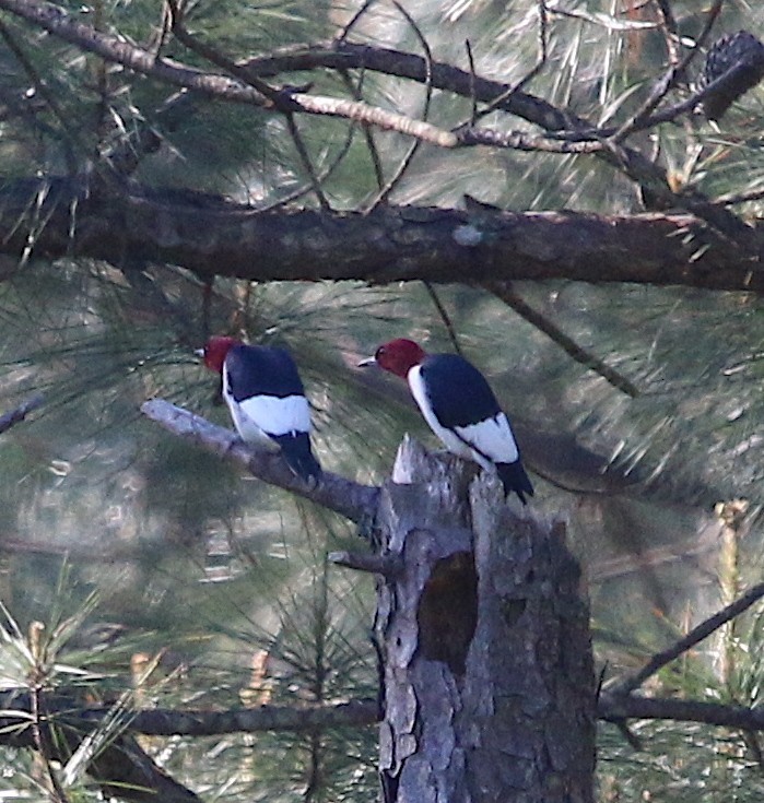 Red-headed Woodpecker - ML330770151