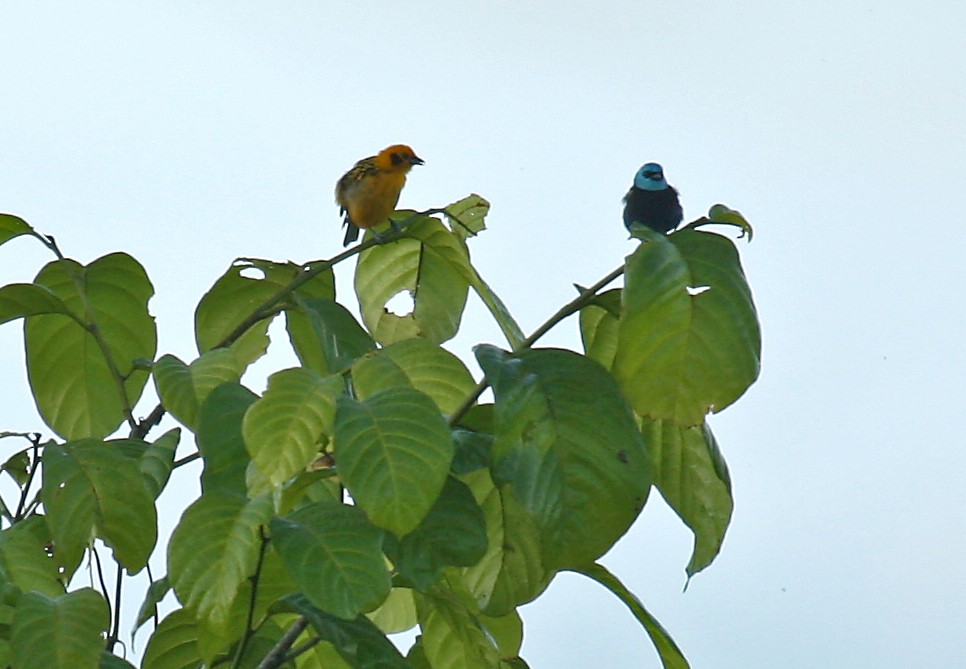 Blue-necked Tanager - Michael Woodruff