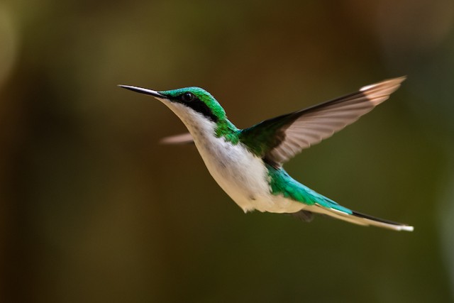 Black-eared Fairy - eBird