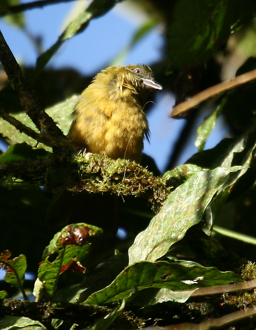 Ochre-breasted Tanager - ML33078151