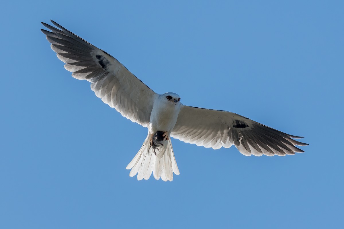 White-tailed Kite - ML330782041