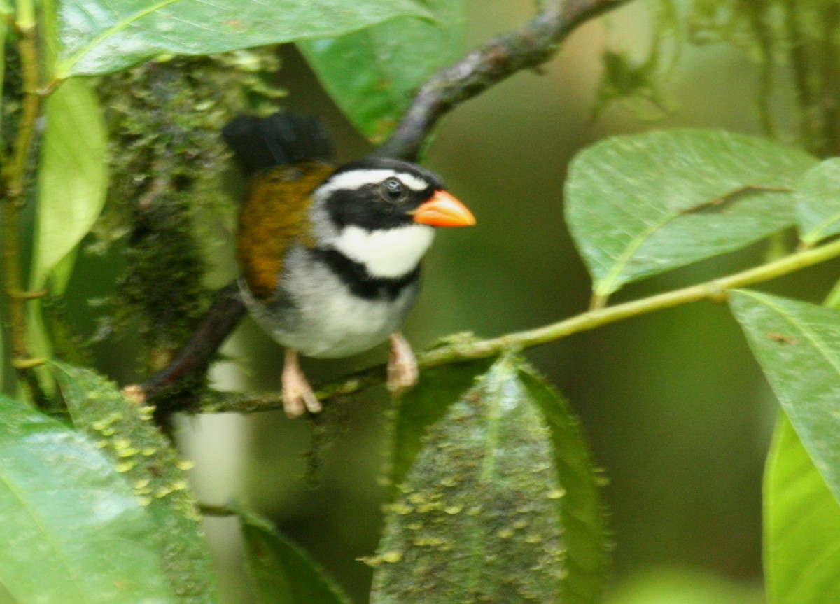 Orange-billed Sparrow - ML33078241