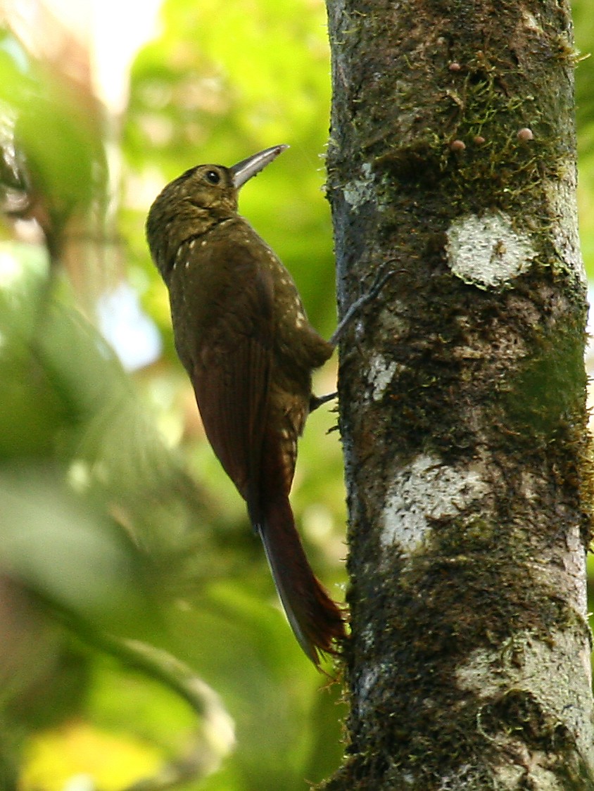 Spotted Woodcreeper - ML33078361