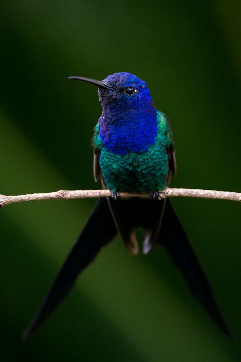 Swallow-tailed Hummingbird - Claudia Brasileiro