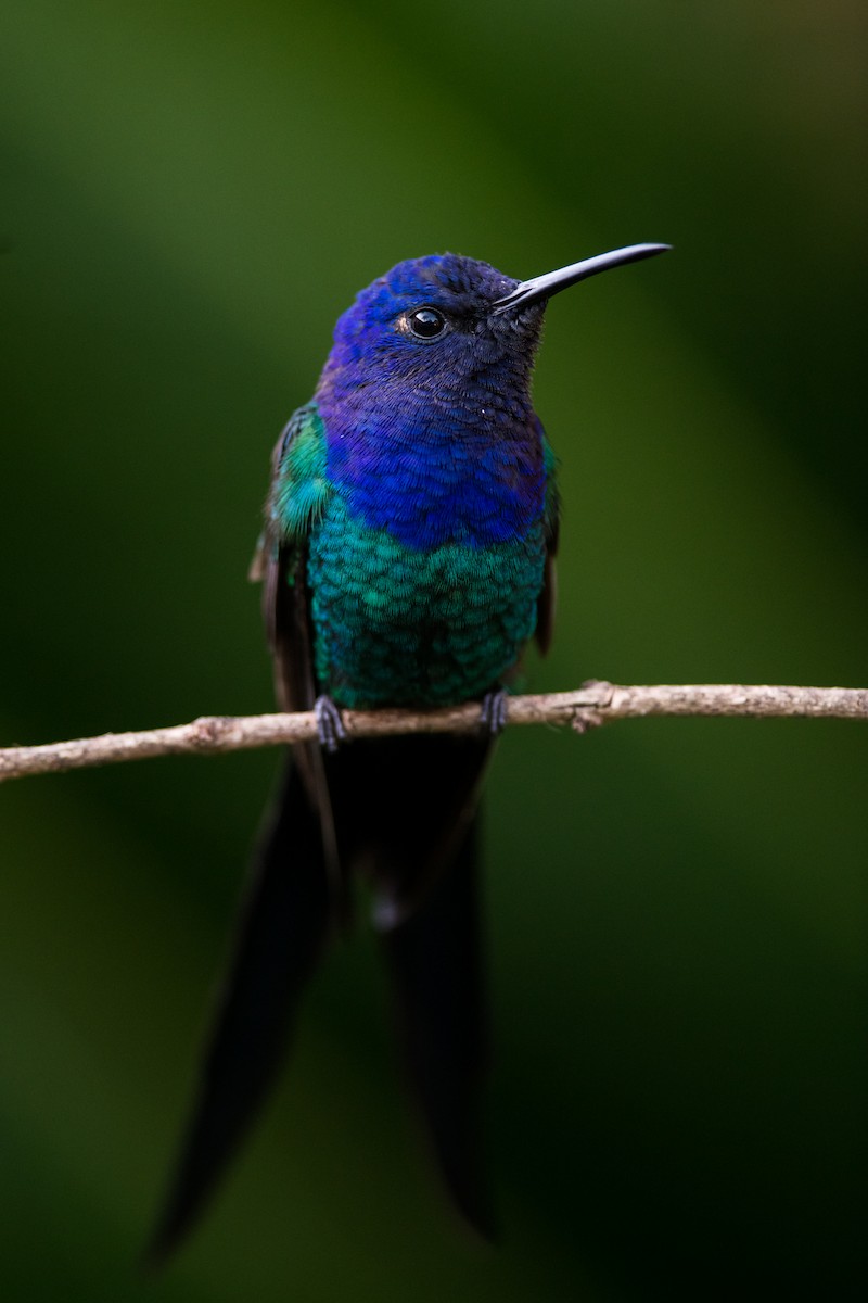 Swallow-tailed Hummingbird - Claudia Brasileiro
