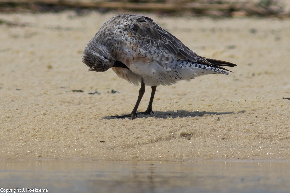 Red Knot - ML330786471