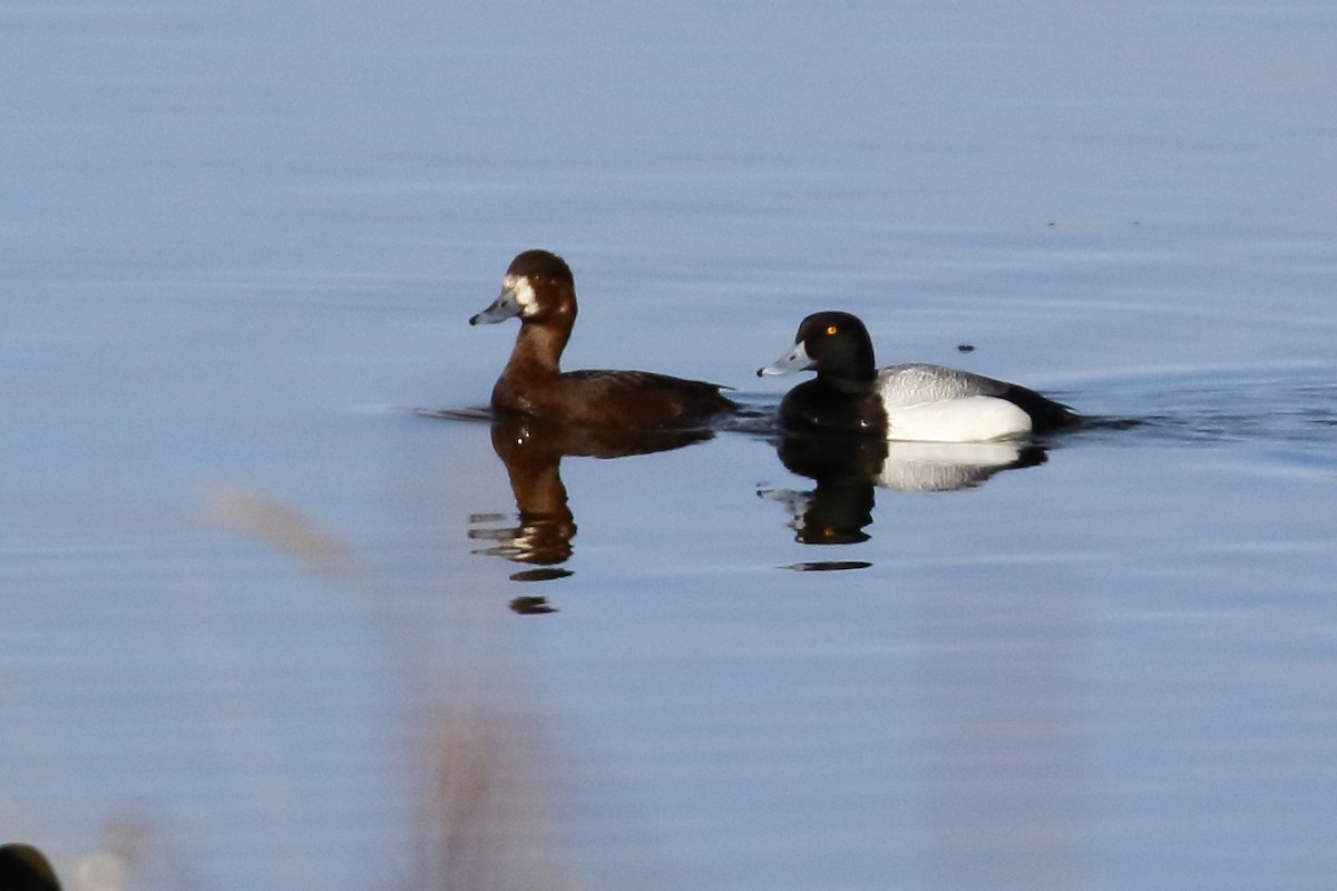 Greater Scaup - ML330787921