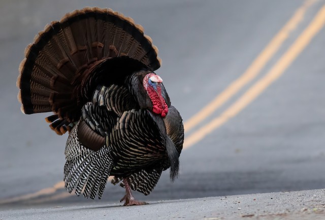 Wild Turkey - eBird