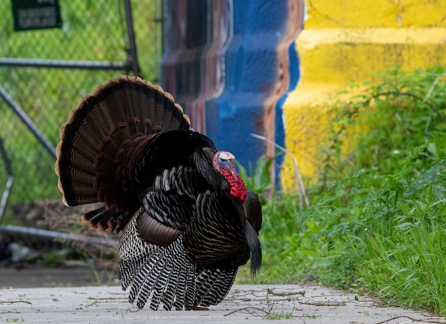 Wild Turkey - eBird