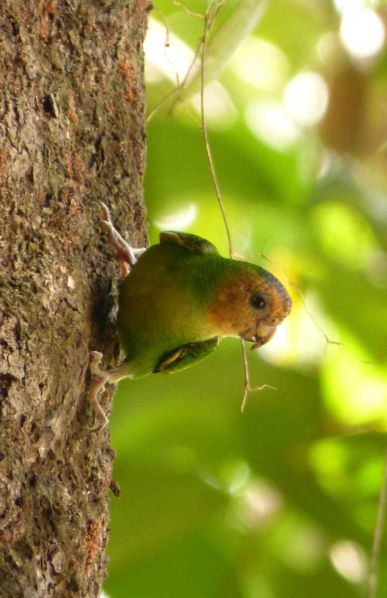 Buff-faced Pygmy-Parrot - Terry Rosenmeier