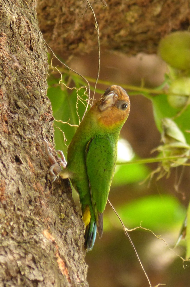 Buff-faced Pygmy-Parrot - ML33079421