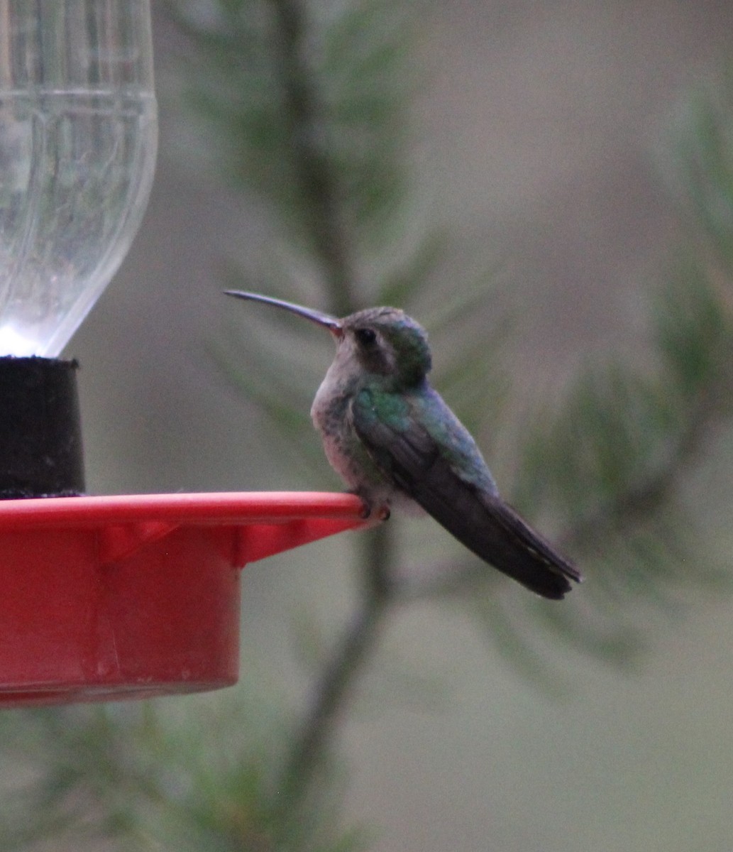 Broad-billed Hummingbird - ML330805511