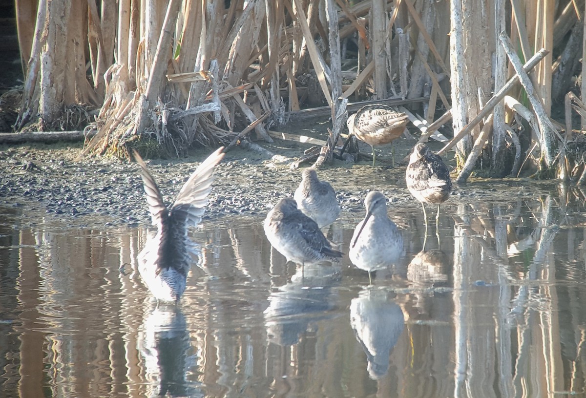 Long-billed Dowitcher - ML33081301