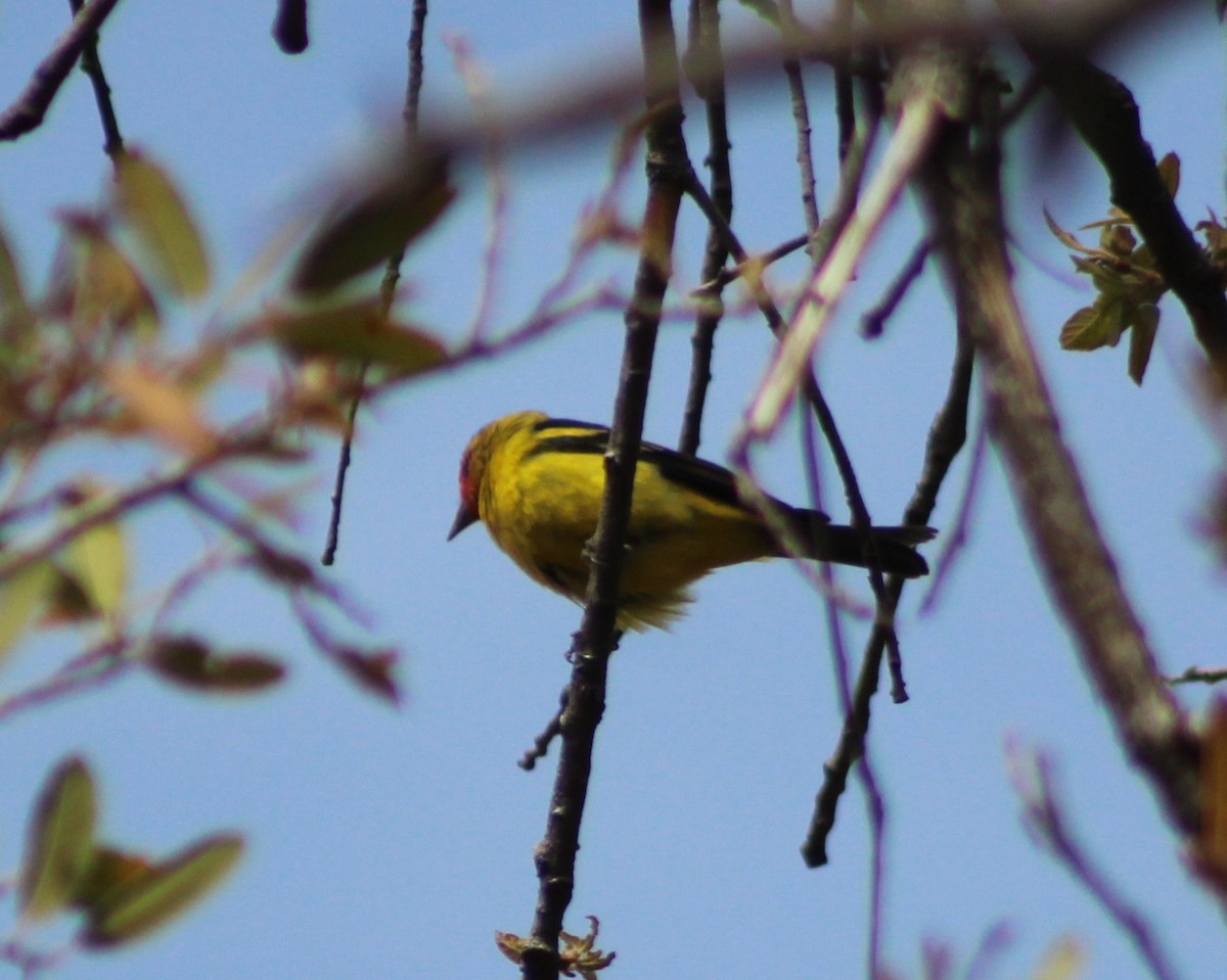 Western Tanager - ML330813251