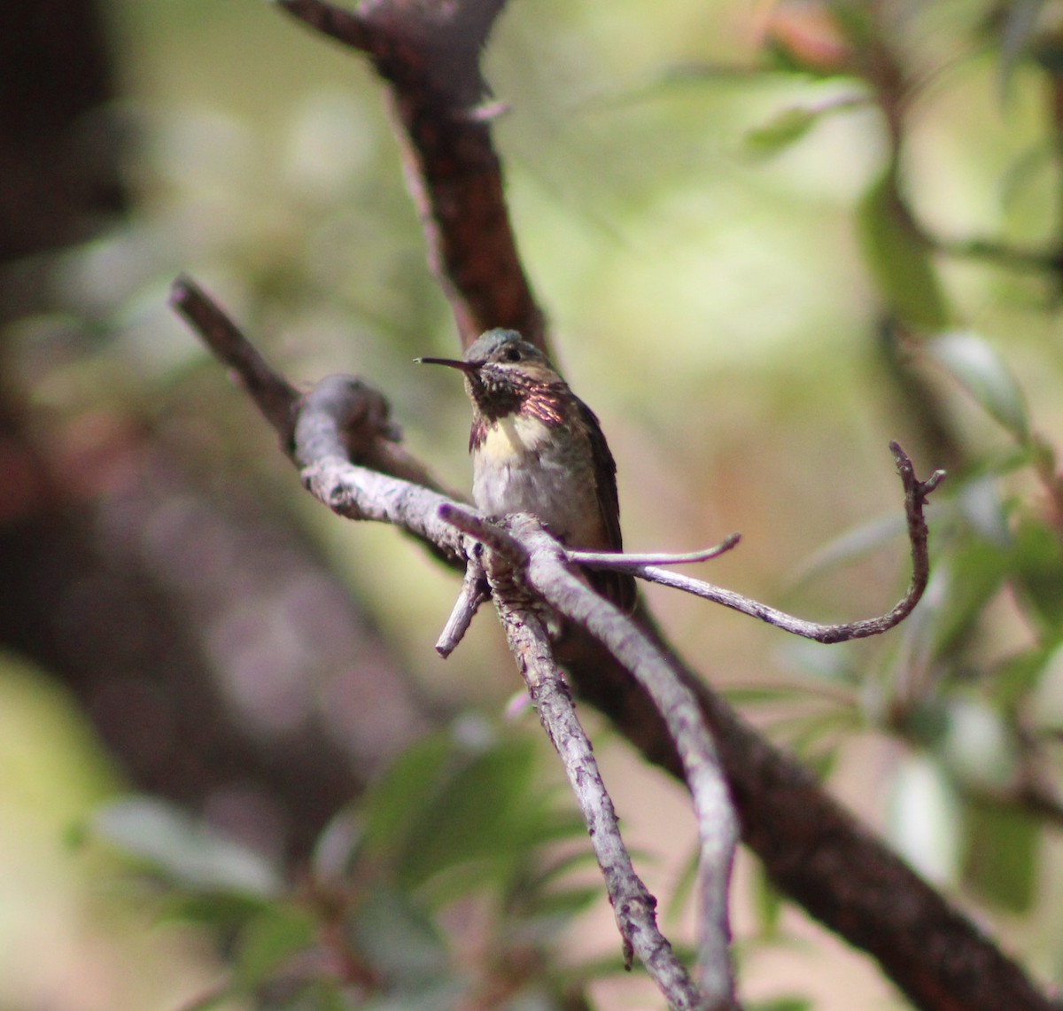 Calliope Hummingbird - ML330813621