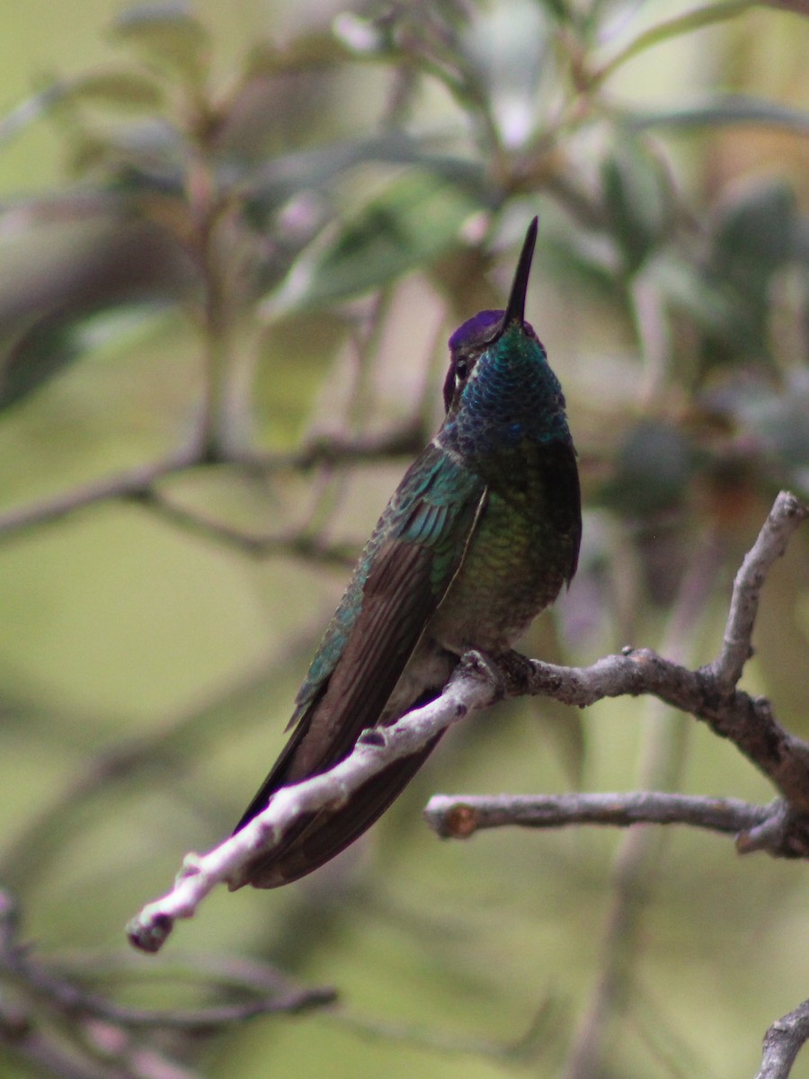 Rivoli's Hummingbird - ML330815021