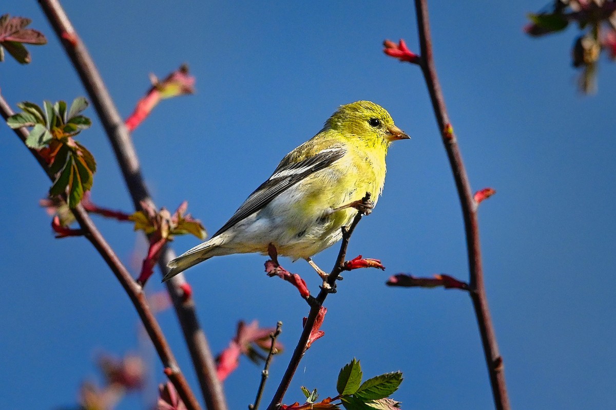 American Goldfinch - Roger Beardmore
