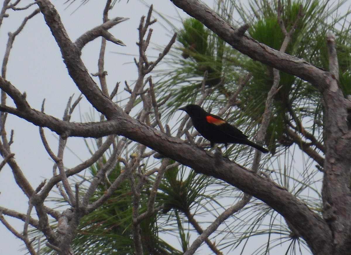 Red-winged Blackbird - Matt Tobin