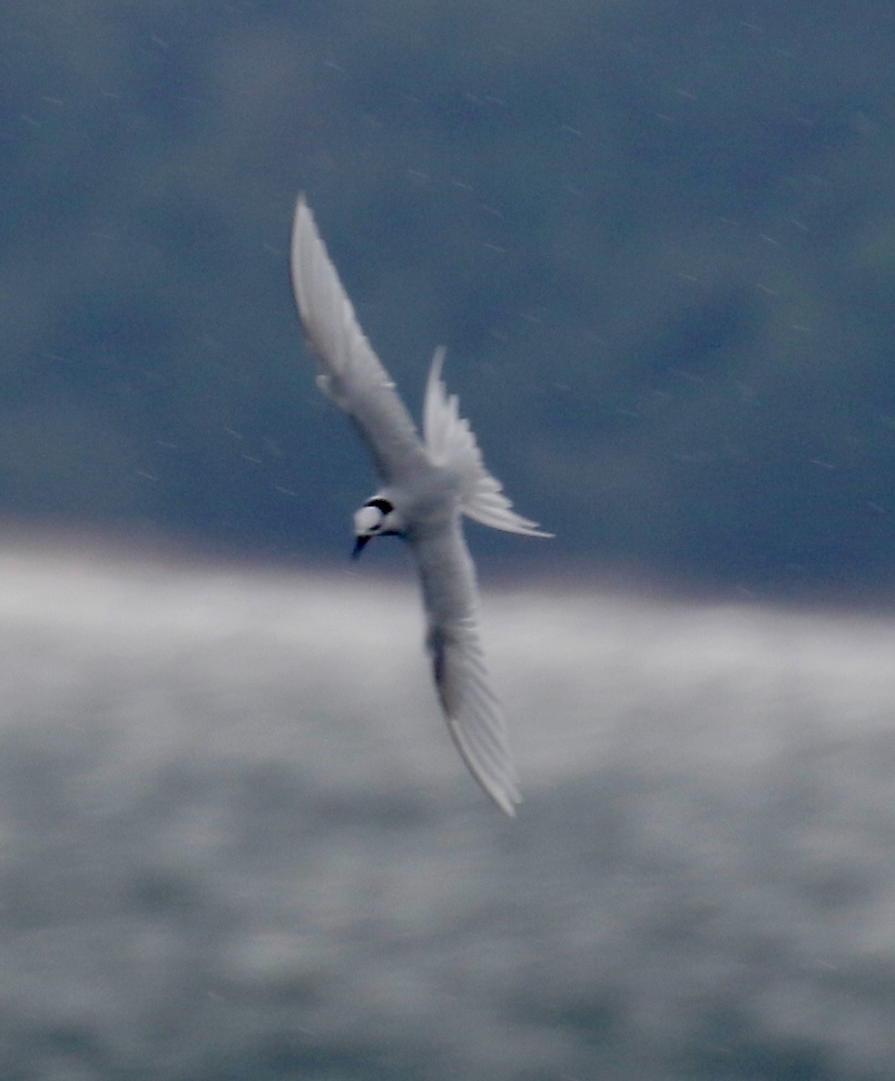 Common Tern - Mark  Hogarth