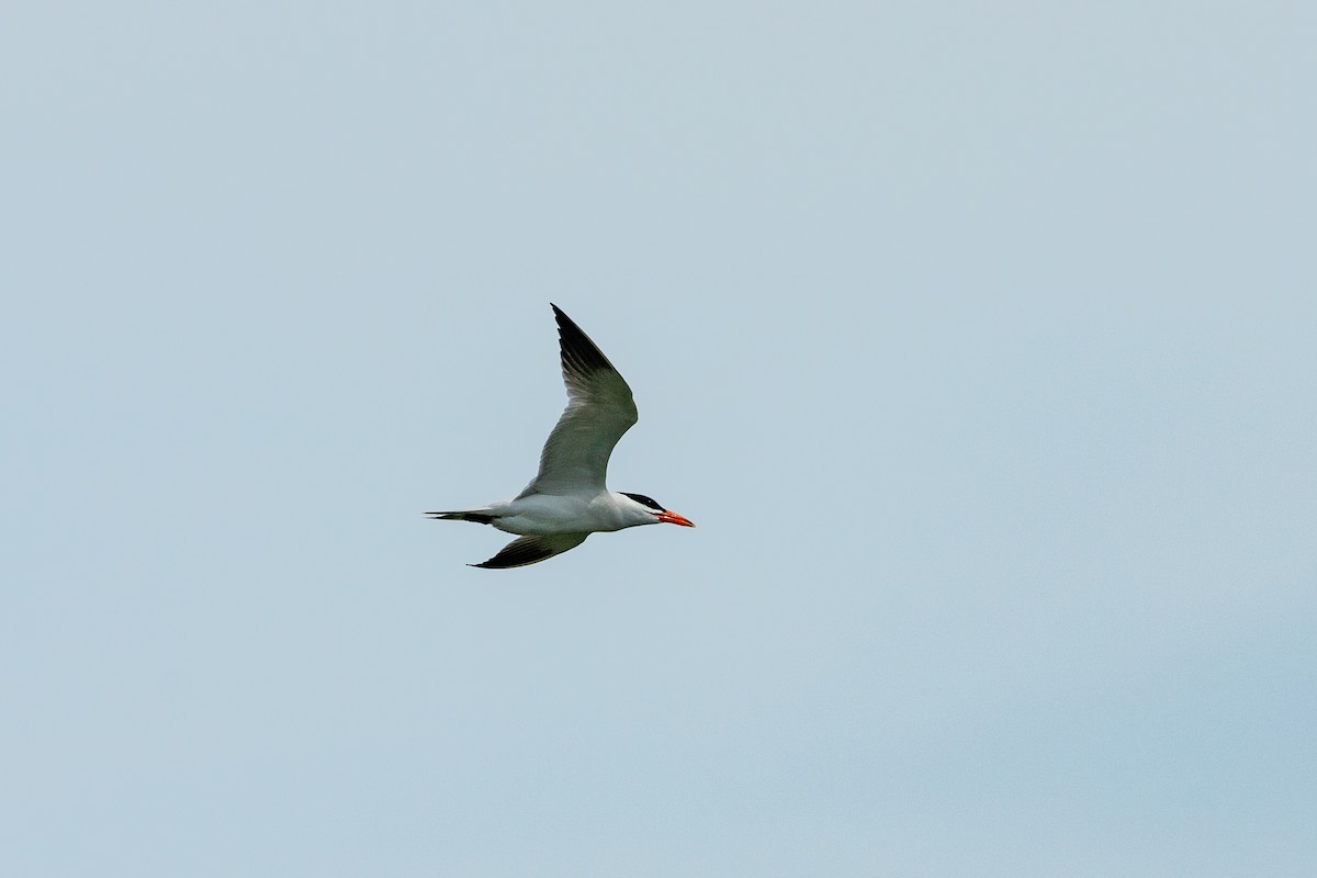 Common Tern - Jason Page